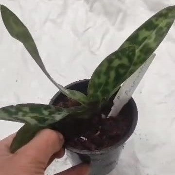 Paphiopedilum Purpuratum