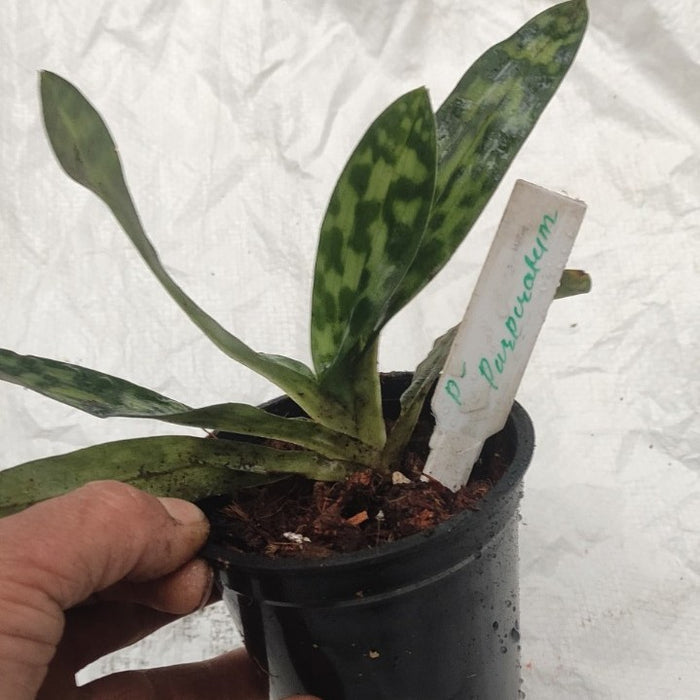 Paphiopedilum Purpuratum