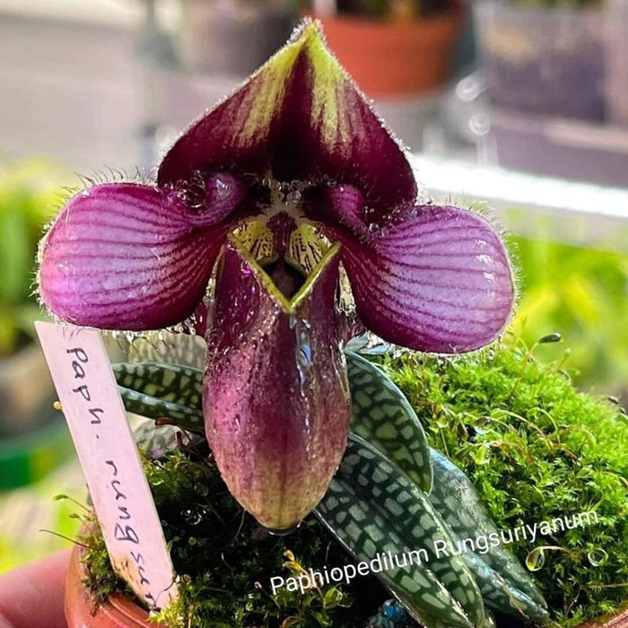 Paphiopedilum Rungsuriyanum