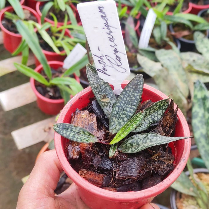 Paphiopedilum Rungsuriyanum