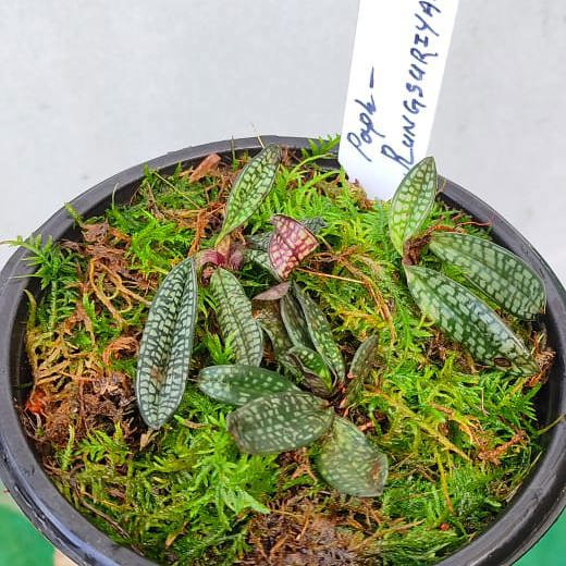 Paphiopedilum Rungsuriyanum