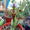 Paphiopedilum Spicerianum