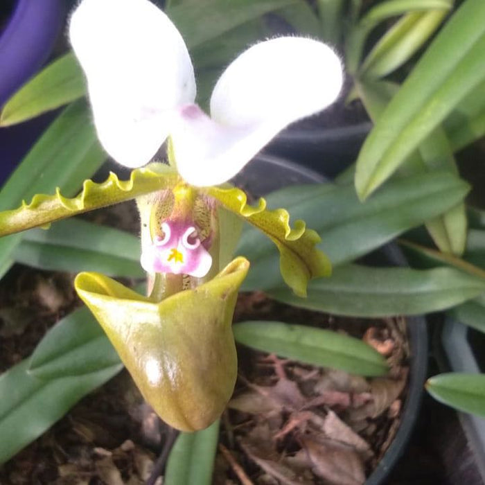 Paphiopedilum Spicerianum