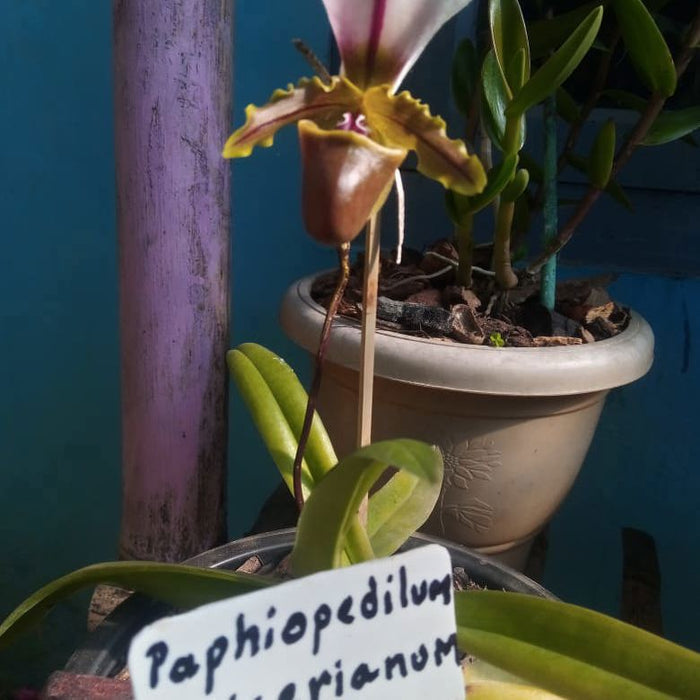 Paphiopedilum Spicerianum