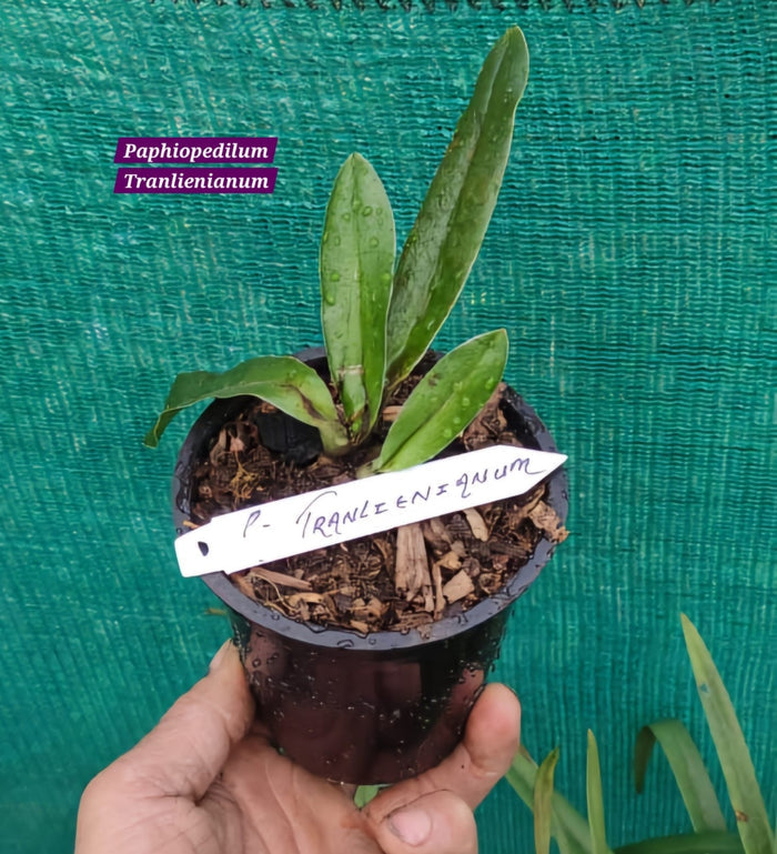 Paphiopedilum Tranlienianum