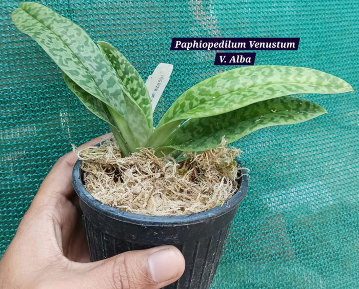 Paphiopedilum Venustum V. Alba Blooming size