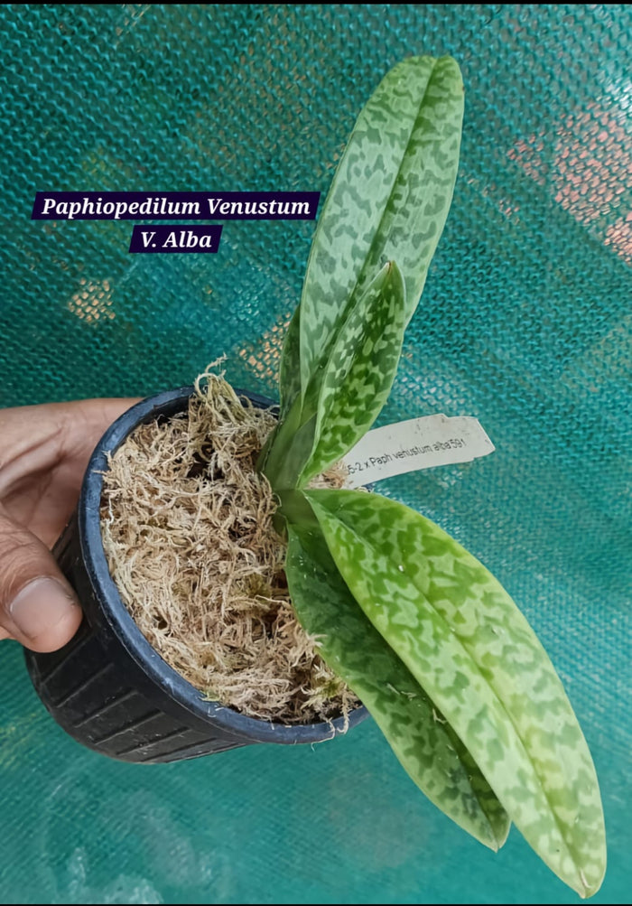 Paphiopedilum Venustum V. Alba Blooming size