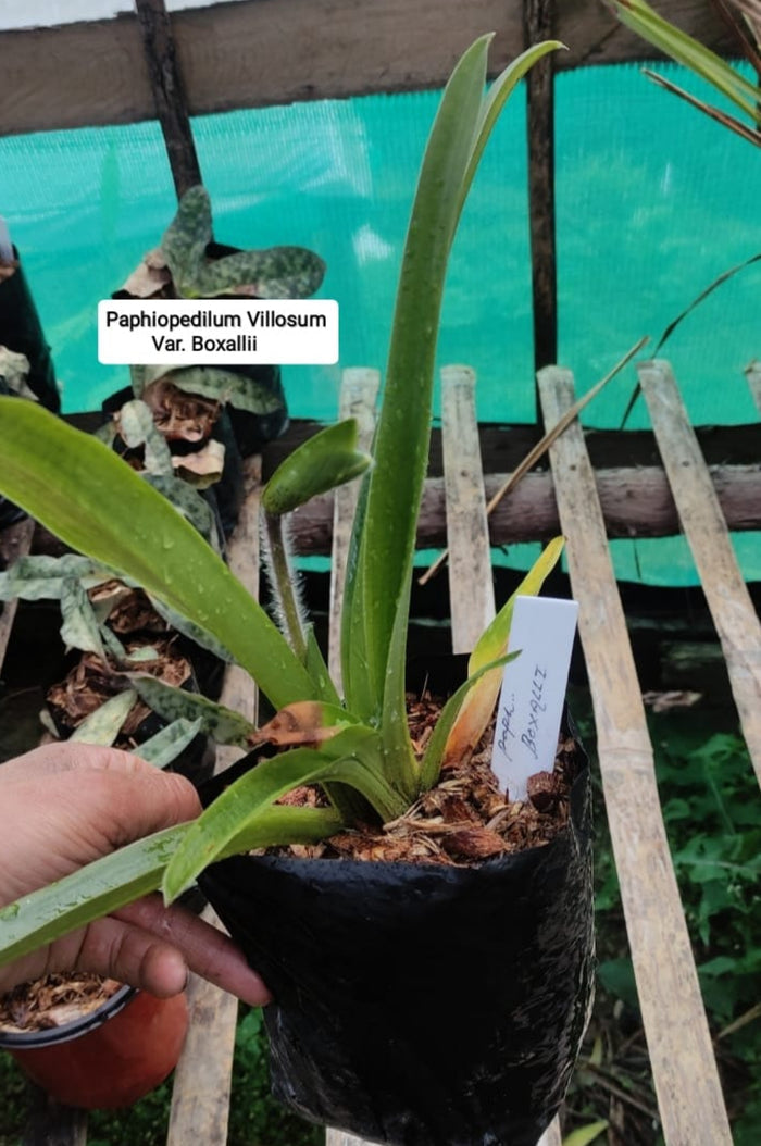 Paphiopedilum Villosum Var. Boxallii