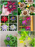 Passiflora Passion flower ( krishna kamal) "Rakhi bel" shop now ( best creeper flowering plants)