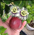 Passion Fruit plant