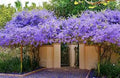 Petra Volubilis Creeper Plant | Blue Sky Vine | Butterfly Attracting Vine