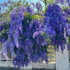 Petra Volubilis Creeper Plant | Blue Sky Vine | Butterfly Attracting Vine