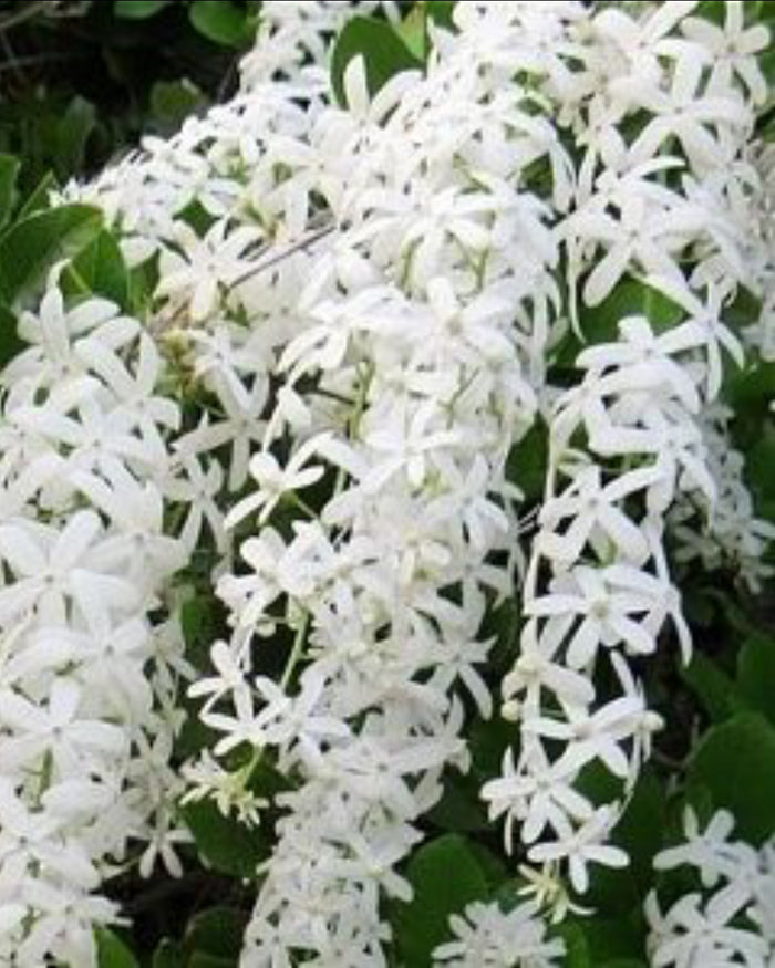 Petrea Volubilis flowers blooming in Ashiyana garden, showcasing vibrant purple blossoms and lush greenery