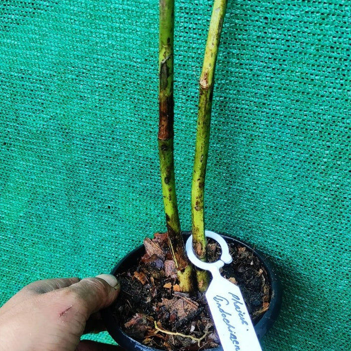 Phaius Indochinensis