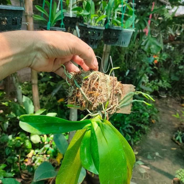 Phalaenopsis Equistris