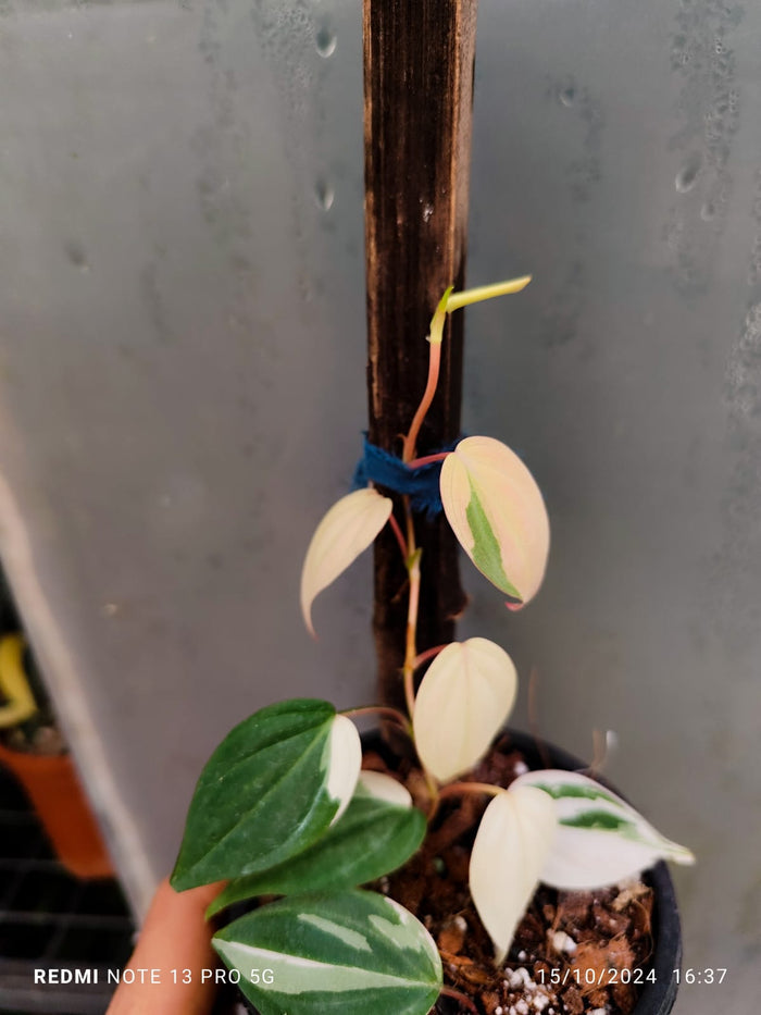Philo Micans Pink Veriegated plant (Semishade)