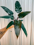 Philodendron Bloody Mary