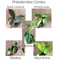 Philodendron combo pack plant