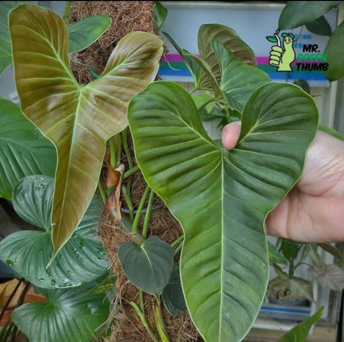 Philodendron Lupinum Mature Plant (Semishade)
