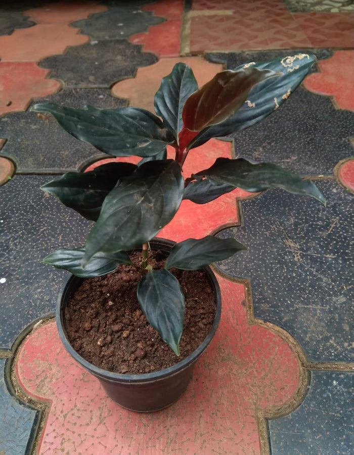 Philodendron Rhodospatha