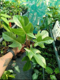 Philodendron Squamiferum plant