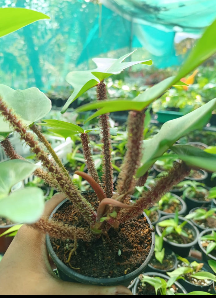 Philodendron Squamiferum plant