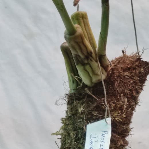 Pholidota Imbricata