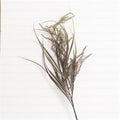 Pick - Dark Wild Reed
