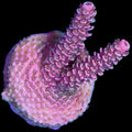 Pink Millepora Acropora Coral