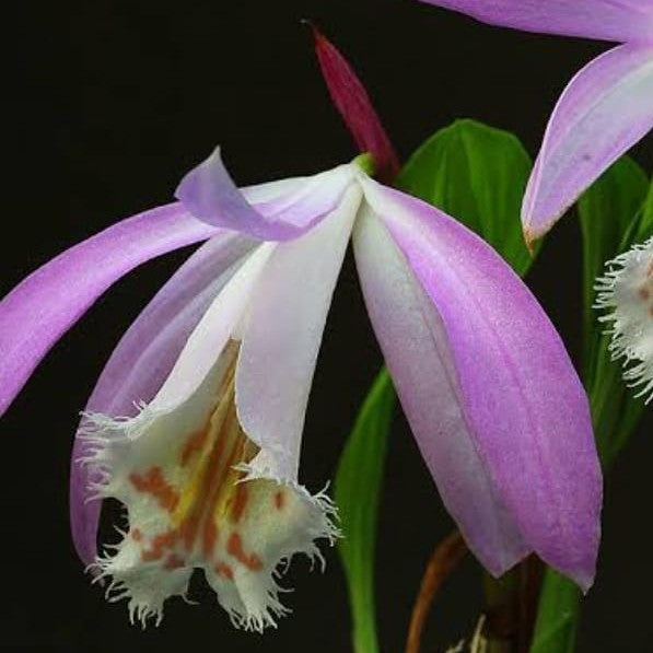 Pleione Formosana