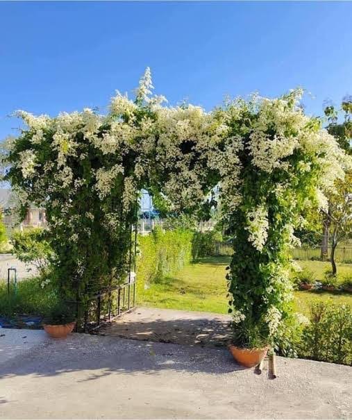 Ashiyana Rang-E-Chaandni Shraddha Vine – cascading clusters of soft white star-shaped flowers, ideal for pooja spaces and peaceful gardens – sacred Mani Mulla vine flowering creeper.