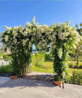 Ashiyana Rang-E-Chaandni Shraddha Vine – cascading clusters of soft white star-shaped flowers, ideal for pooja spaces and peaceful gardens – sacred Mani Mulla vine flowering creeper.