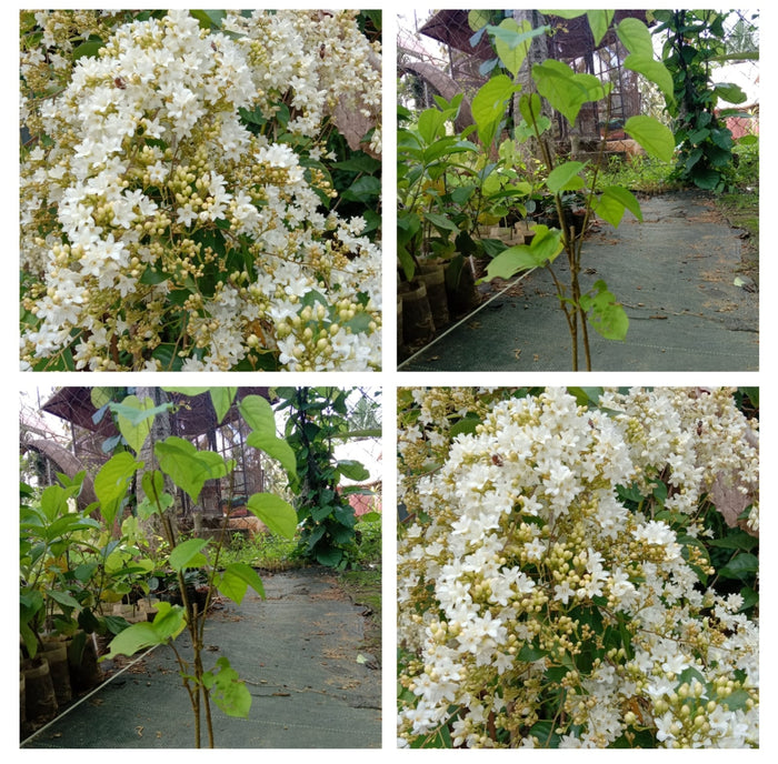 Porana Paniculata | Mani Mulla Flowering Creeper | Indian Jasmine Vine
