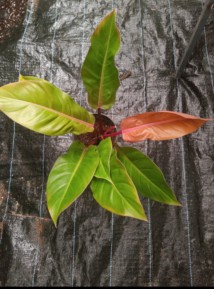 Prince of Orange plant