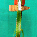 Pseudorhipsalis Ramulosa Green