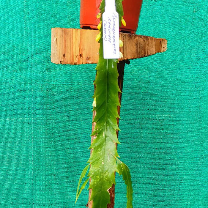Pseudorhipsalis Ramulosa Green
