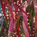 Pseudorhipsalis Ramulosa