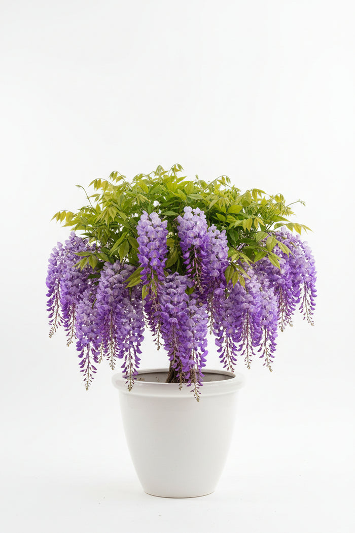 Purple wisteria plant