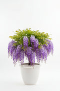 Purple wisteria plant