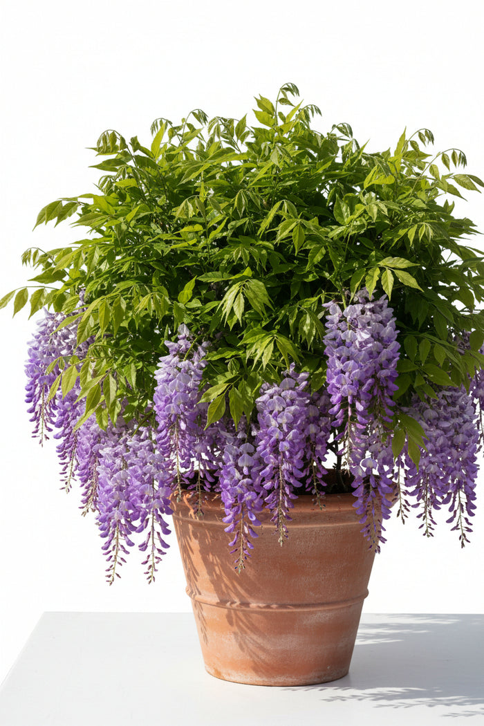 Purple wisteria plant