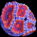 Rainbow Acan Lord Coral