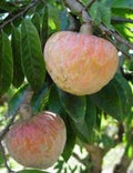 Ramphal fruit plant