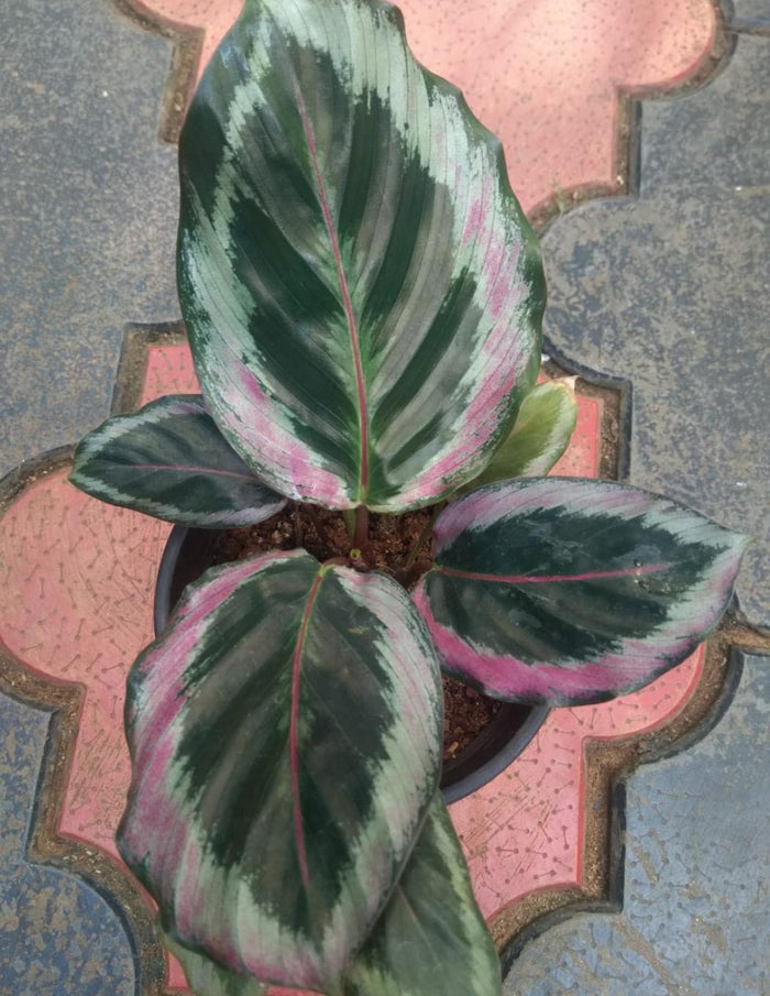 Rare Calathea 25