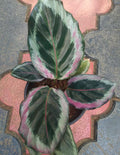 Rare Calathea 25