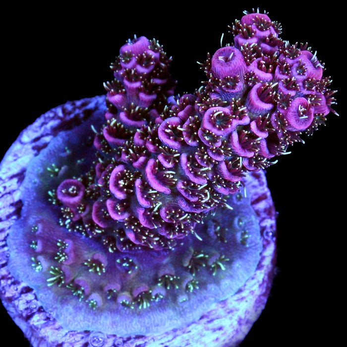 Raspberry Millepora Acropora Coral