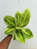 Rayan gold Aglonima plant
