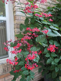 Ashiyana Rang-E-Dard-E-Ishq Vine – white sepals with red heart-shaped center flowers, trailing beautifully across fences – a romantic, bleeding heart flowering vine