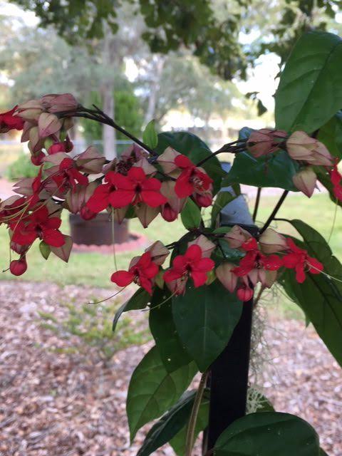 Red Bleeding Heart Vine | Clerodendrum Creeper with Hanging Flowers