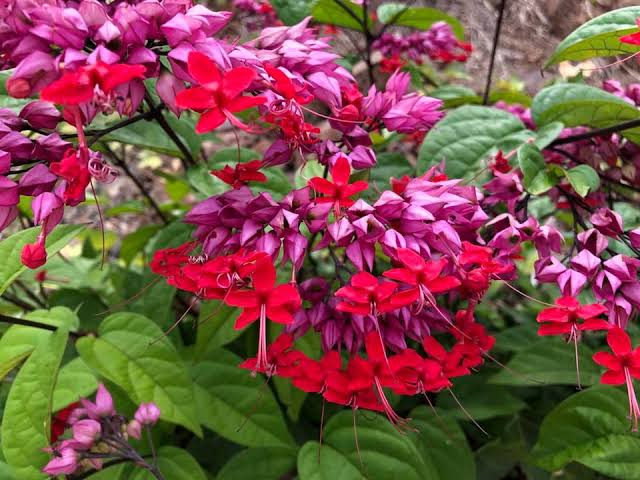 Red Bleeding Heart Vine | Clerodendrum Creeper with Hanging Flowers
