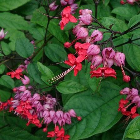 Red Bleeding Heart Vine | Clerodendrum Creeper with Hanging Flowers
